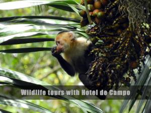 a monkey eating a bunch of fruit in a tree at Hotel de Campo Caño Negro in Caño Negro