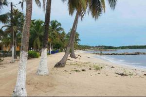 une rangée de palmiers sur une plage de sable dans l'établissement PLAYA BLANCA SANANTERO CORDOBA las palmeras D’JC, à San Antero