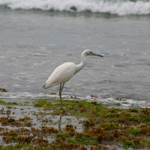
a white bird standing on top of a sandy beach at Villas Allen Puerto Viejo in Puerto Viejo
