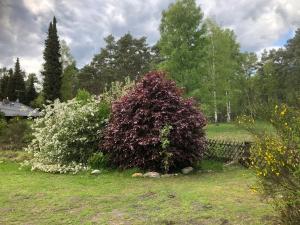 Zahrada ubytování Landhaus mitten in der Lüneburger Heide