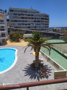 a palm tree sitting next to a swimming pool at Tagara in Puerto de Santiago