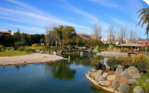 ein Teich in einem Park mit Schwänen im Wasser in der Unterkunft BONITO DEPARTAMENTO A METROS DE AVENIDA DEL MAR in La Serena