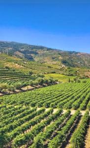 an aerial view of a field of vines at Quinta da Salada - Turismo Rural in Lamego