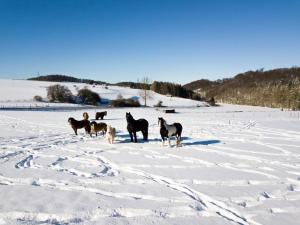 Ferienhof Homann Sauerland v zimě