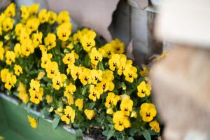 布里隆的住宿－Ferienhof Homann Sauerland，盆里一束黄色的花