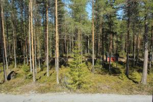 Metsäkartano في Kannus: غابة بها أشجار طويلة وطريق ترابي