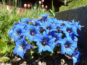 un ramo de flores azules en un jardín en Apartment Bach by Interhome, en Lenk