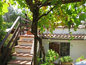 una scala che porta a una casa con un albero di Holiday Home Ulivo by Interhome a Montescudaio