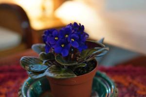 Gallery image of מיקאסה in Sha'al