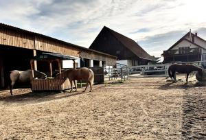 un grupo de caballos comiendo de un abrevadero en un granero en Sunshine Westernranch en Kasendorf