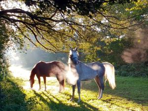 dos caballos parados bajo un árbol en un campo en Sunshine Westernranch en Kasendorf