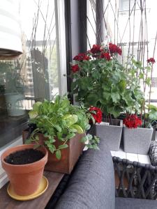 eine Gruppe von Topfpflanzen, die auf einem Fensterbrett sitzen in der Unterkunft Garden Street Family in Turku