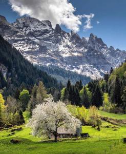 a tree in a field with mountains in the background at Hotel Twing in Hasliberg