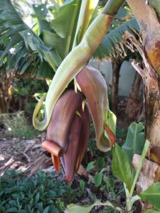 Um jardim em Lazy Lizard by the Ocean
