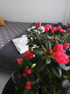 una maceta sentada en una mesa junto a una cama en Marlen’s Apartment, en Bucarest