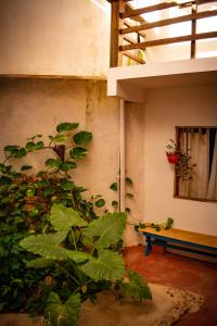 een plant in de hoek van een kamer met een bank bij Maré Mansa Pousada e Hostel in Itacaré