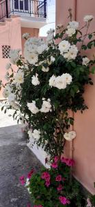 Foto dalla galleria di Apartments Elena a Kávos