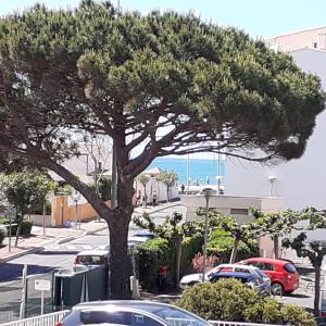 un arbre au milieu d'un parking dans l'établissement PORT RAPHAEL, au Cap d'Agde