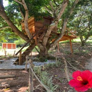 a tree house in a tree with a red flower at Eco-Glamping Shalom in Mariquita