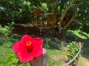 une fleur rouge devant un arbre avec une balançoire dans l'établissement Eco-Glamping Shalom, à Mariquita