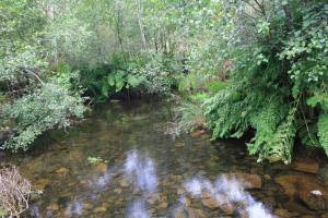 a stream in the middle of a forest at Retiro Da Arminda in Canedo