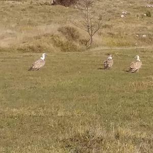 Animais in the country house ou nos arredores
