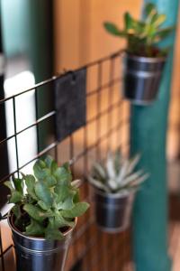 a group of potted plants on a wall at Marée haute - nice refresh studio in a full center - Netflix - wifi - in Honfleur