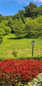 a street light in a field of red flowers at Hotel A Forxa Cafetería Restaurante in Carballeira