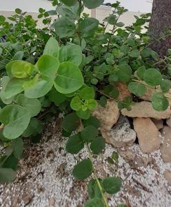 A garden outside Contrada Vento home sharing