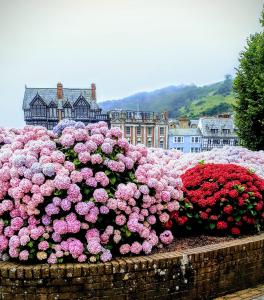 una pila de flores rosas y rojas delante de un pueblo en Seahorse, en Dartmouth