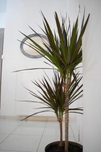 Fotografie z fotogalerie ubytování 4SEASONS Apartment v destinaci Thiva