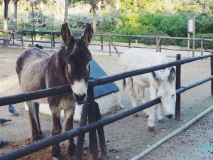 Tiere in der Ferienwohnung oder in der Nähe