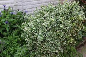 a green bush with white flowers in a garden at Newly Refurbished 3 Bed 2.5 Bath House in Staines in Staines