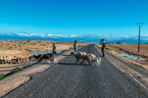 a group of sheep walking down a road with people at Canyon Lodge Désert Agafay in Lalla Takerkoust