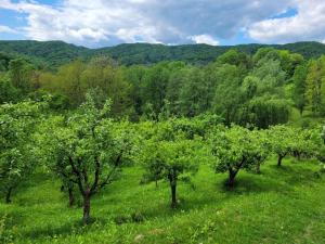 een open veld met bomen en bergen op de achtergrond bij Casa Adelina in Valea Lungă-Cricov