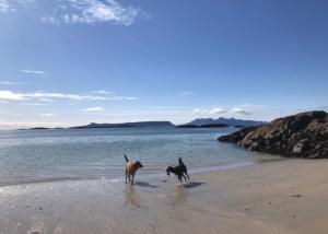 two dogs playing on the beach near the water at Cornerstone in Mallaig
