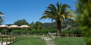 a palm tree with chairs and umbrellas at Quinta de Carcavelos Natures Home in Amarante