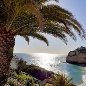 a palm tree on a hill next to the ocean at Casa Ocean in Carvoeiro +35 photos