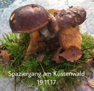 Fotografie z fotogalerie ubytování Ferienhaus mit Terrasse - Insel Usedom v destinaci Trassenheide