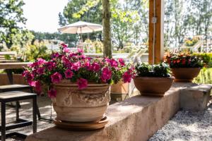 three potted plants sitting on a stone ledge at Vecchio Granaio in Pisa