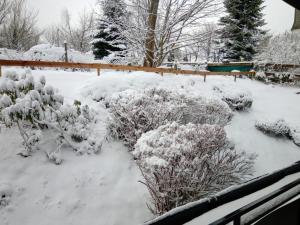 een tuin bedekt met sneeuw met enkele planten bij Ferienwohnung Charlotte in Winterberg