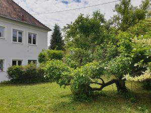 Ogród w obiekcie FAMILY APARTMENT LINZ Wohnen mit Garten am Fusse des Pöstlingbergs TOP LAGE Villenviertel