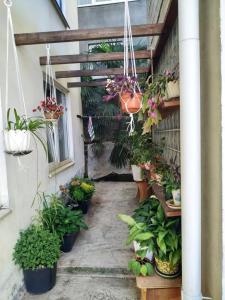 ラザレフスコエにあるСамарский домの植物と鉢植えの植物が植えられたパティオ