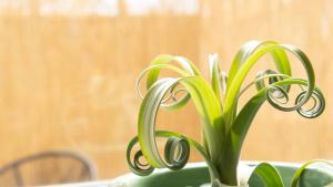 a plant in a vase with rings on it at Beletage 50m zum Strand & große Terrasse plus Parkplatz in Timmendorfer Strand