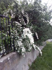un arbusto de flores blancas en una valla en Šumska idila Rakovac, en Zmajevac