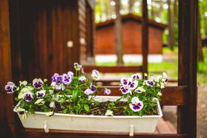 una olla blanca llena de flores púrpuras y blancas en AURA Grotniki, 