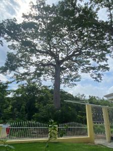 un gran árbol detrás de una valla blanca con un árbol en Peaceful and beautiful Casa Almita Bonita, en Sámara