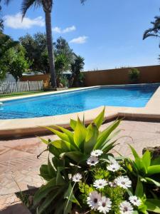 a plant with white flowers in front of a swimming pool at Chalet la Huerta con piscina y Wifi in Conil de la Frontera