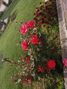 um grupo de rosas vermelhas num jardim em Da Mario & Marianna em Campanedda