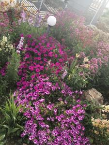 un jardín con flores púrpuras y rosas en un invernadero en Da Mario & Marianna, en Campanedda